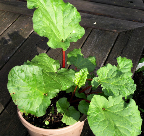 rhubarb plant in container