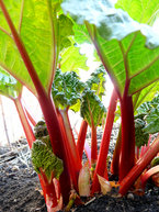 Rhubarb plants produce better<br>without the flower stalk