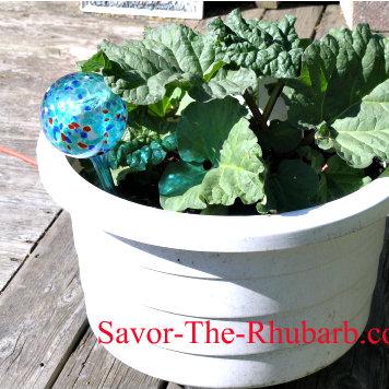 Menopause Symptoms Rhubarb Extract
